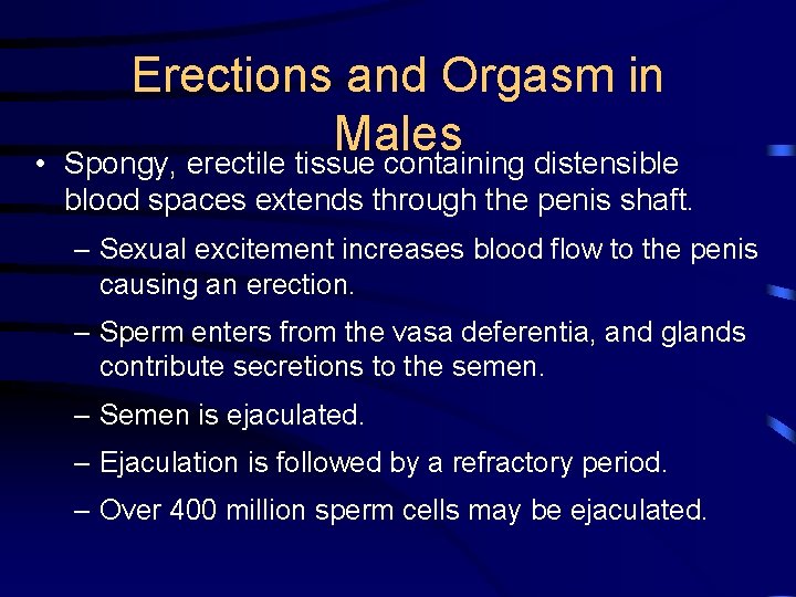  • Erections and Orgasm in Males Spongy, erectile tissue containing distensible blood spaces