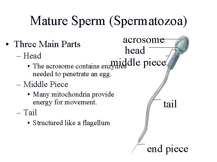 Mature Sperm (Spermatozoa) acrosome • Three Main Parts head – Head middle piece •