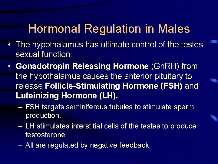 Hormonal Regulation in Males • The hypothalamus has ultimate control of the testes’ sexual