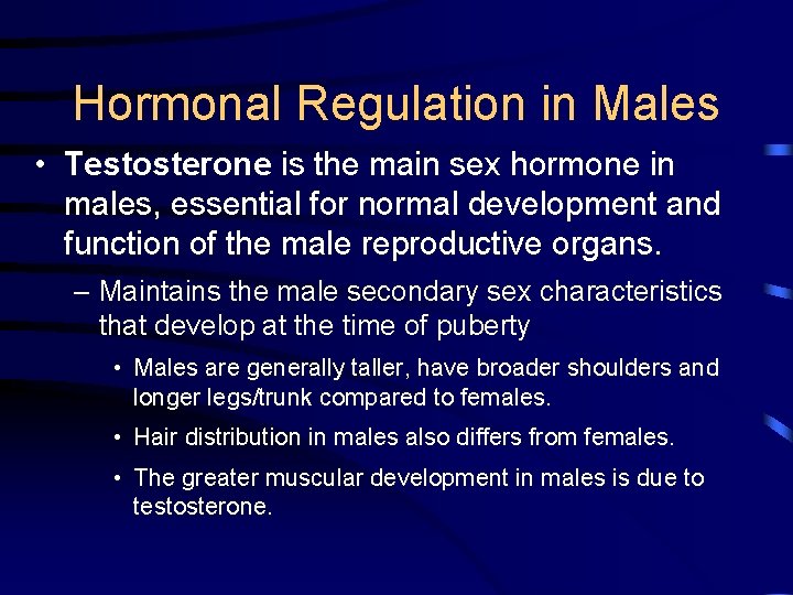 Hormonal Regulation in Males • Testosterone is the main sex hormone in males, essential
