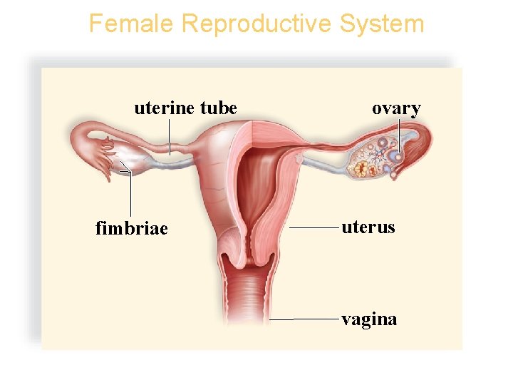Female Reproductive System Copyright © The Mc. Graw-Hill Companies, Inc. Permission required for reproduction
