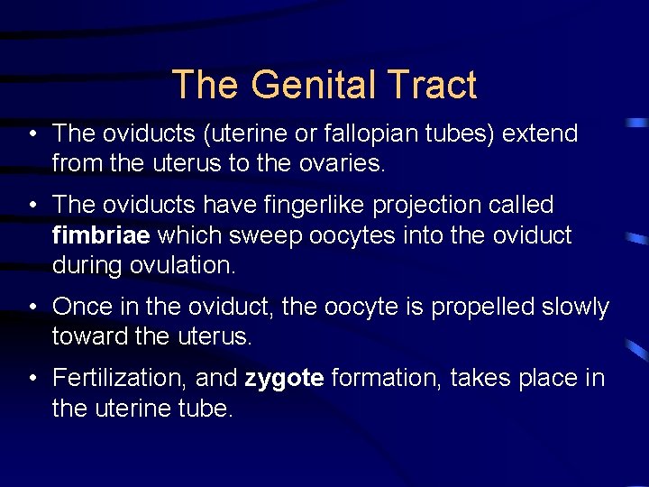 The Genital Tract • The oviducts (uterine or fallopian tubes) extend from the uterus