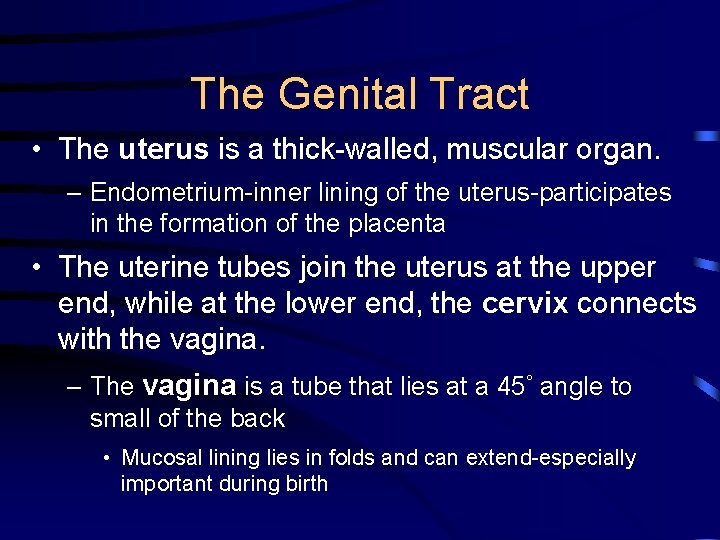 The Genital Tract • The uterus is a thick-walled, muscular organ. – Endometrium-inner lining
