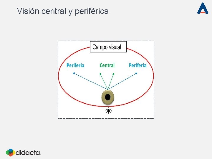 Visión central y periférica Visión central y periférica