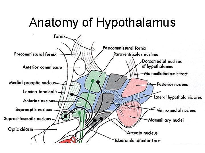 Anatomy of Hypothalamus • Figure 29 -4, textbook • Anterior posterior: 4 regions –