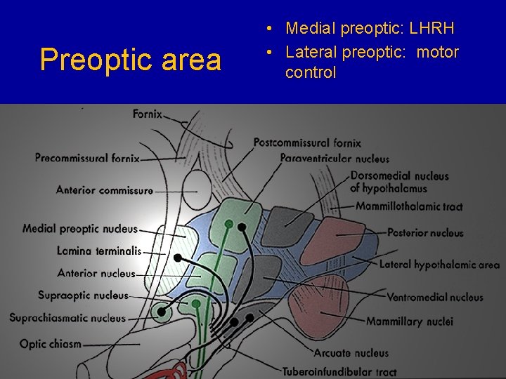 Preoptic area • Medial preoptic: LHRH • Lateral preoptic: motor control 