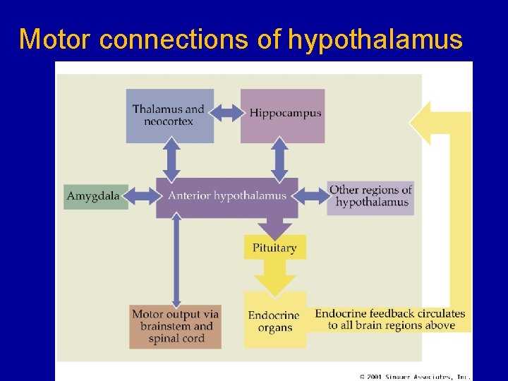 Motor connections of hypothalamus 