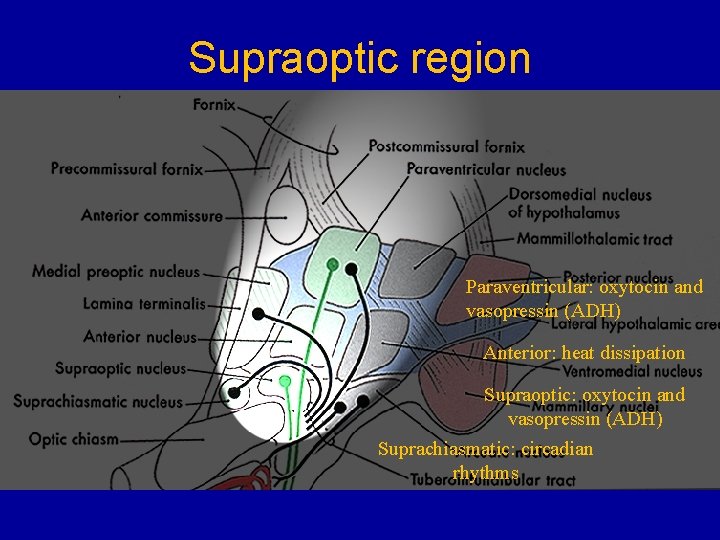 Supraoptic region • Paraventricular: oxytocin and vasopressin (ADH) • Anterior: heat dissipation • Supraoptic: