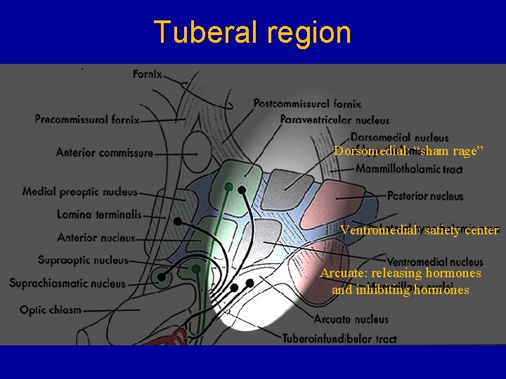 Tuberal region Dorsomedial: “sham rage” Ventromedial: satiety center Arcuate: releasing hormones and inhibiting hormones