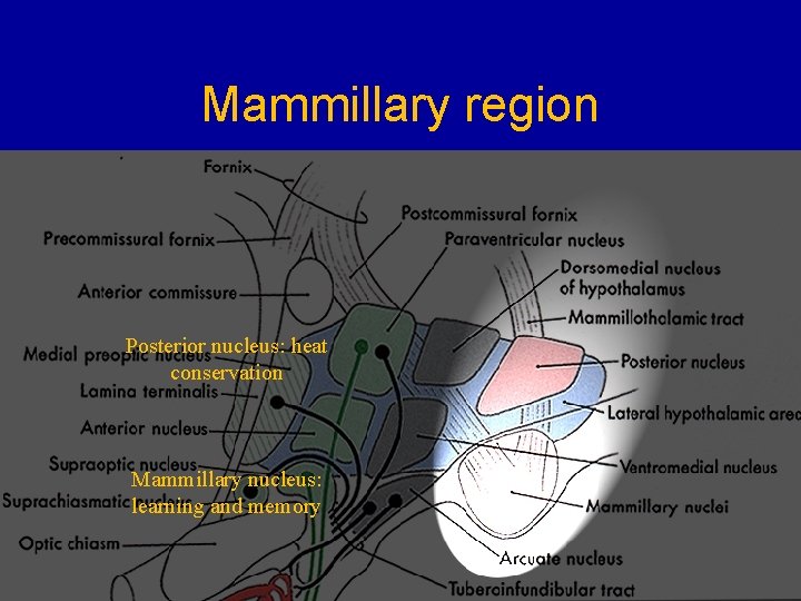 Mammillary region • Posterior nucleus: heat conservation • Mammillary nucleus: learning and memory Posterior