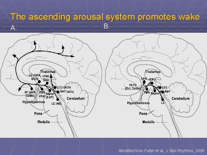 The ascending arousal system promotes wake A. B. Modified from Fuller et al. ,