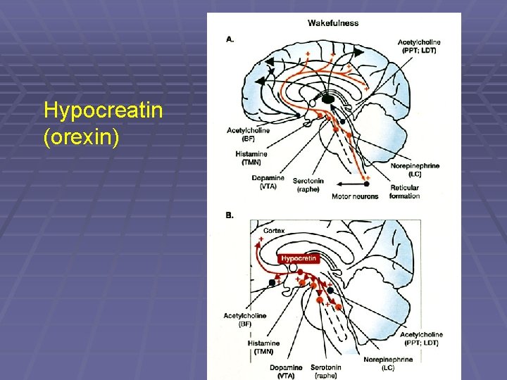 Hypocreatin (orexin) 
