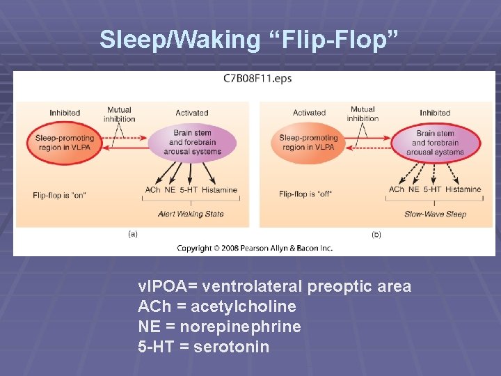 Sleep/Waking “Flip-Flop” vl. POA= ventrolateral preoptic area ACh = acetylcholine NE = norepinephrine 5