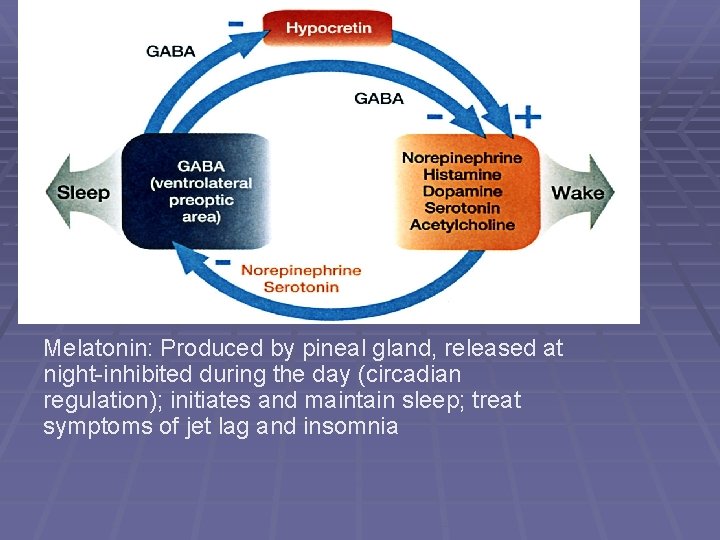 Melatonin: Produced by pineal gland, released at night-inhibited during the day (circadian regulation); initiates