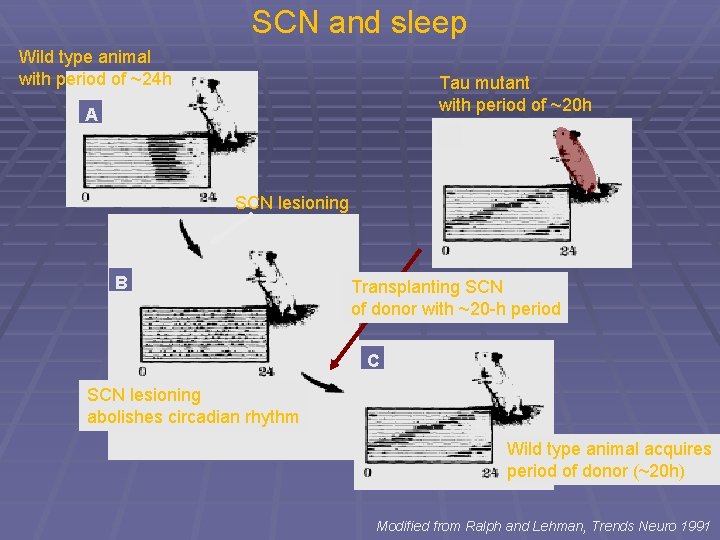 SCN and sleep Wild type animal with period of ~24 h Tau mutant with