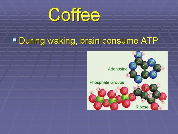 Coffee § During waking, brain consume ATP 