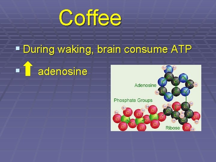 Coffee § During waking, brain consume ATP § adenosine 