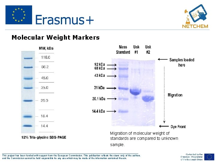 Molecular Weight Markers Migration of molecular weight of standards are compared to unknown sample.