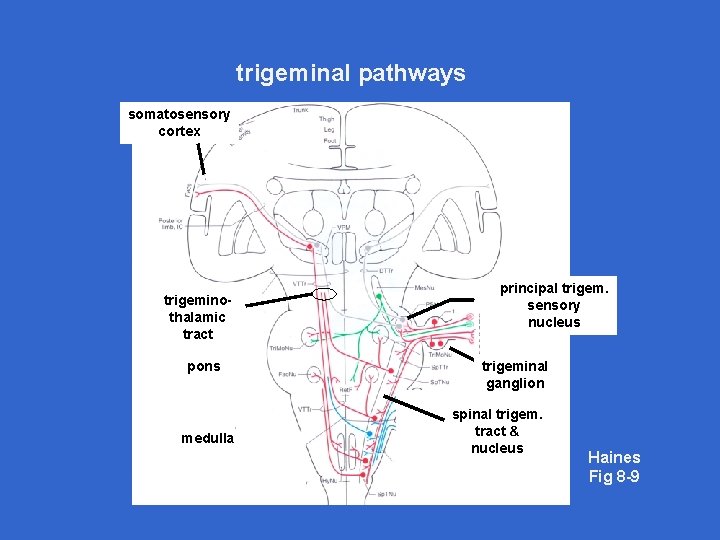 trigeminal pathways somatosensory cortex trigeminothalamic tract pons medulla principal trigem. sensory nucleus trigeminal ganglion