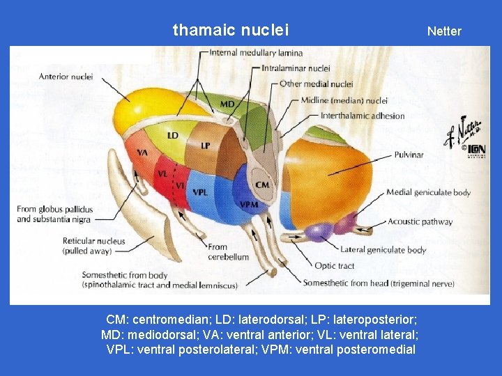 thamaic nuclei CM: centromedian; LD: laterodorsal; LP: lateroposterior; MD: mediodorsal; VA: ventral anterior; VL:
