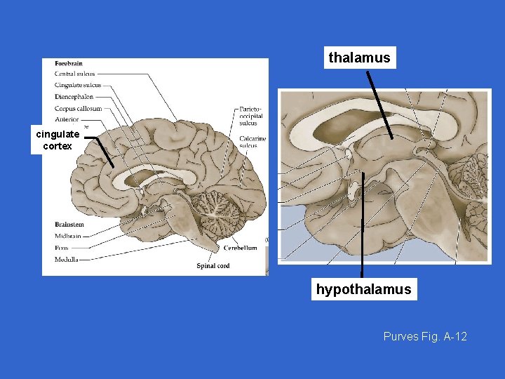 thalamus cingulate cortex hypothalamus Purves Fig. A-12 