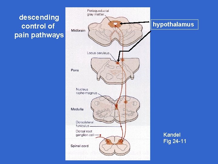 descending control of pain pathways hypothalamus Kandel Fig 24 -11 