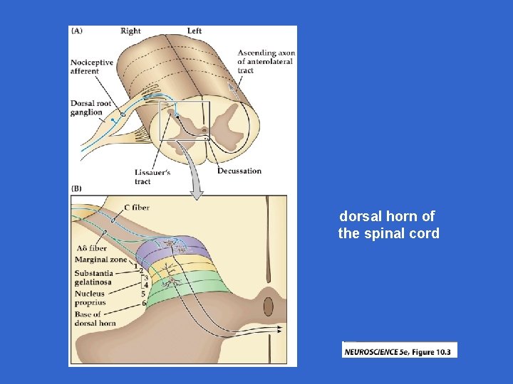 dorsal horn of the spinal cord 