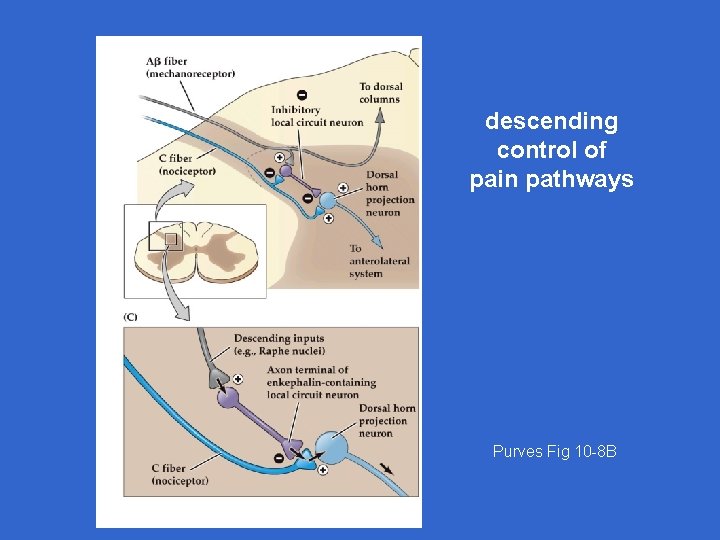 descending control of pain pathways Purves Fig 10 -8 B 