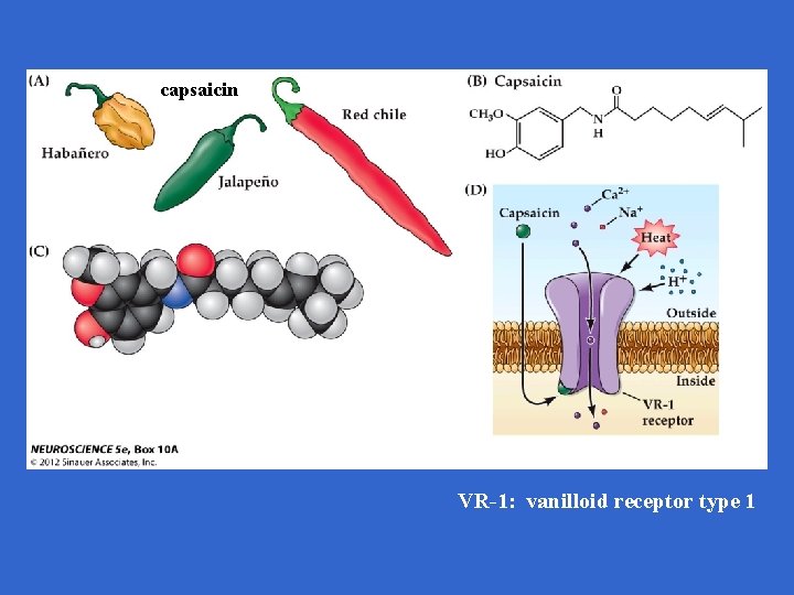 capsaicin VR-1: vanilloid receptor type 1 