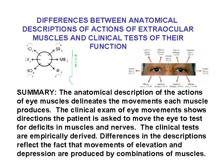DIFFERENCES BETWEEN ANATOMICAL DESCRIPTIONS OF ACTIONS OF EXTRAOCULAR MUSCLES AND CLINICAL TESTS OF THEIR