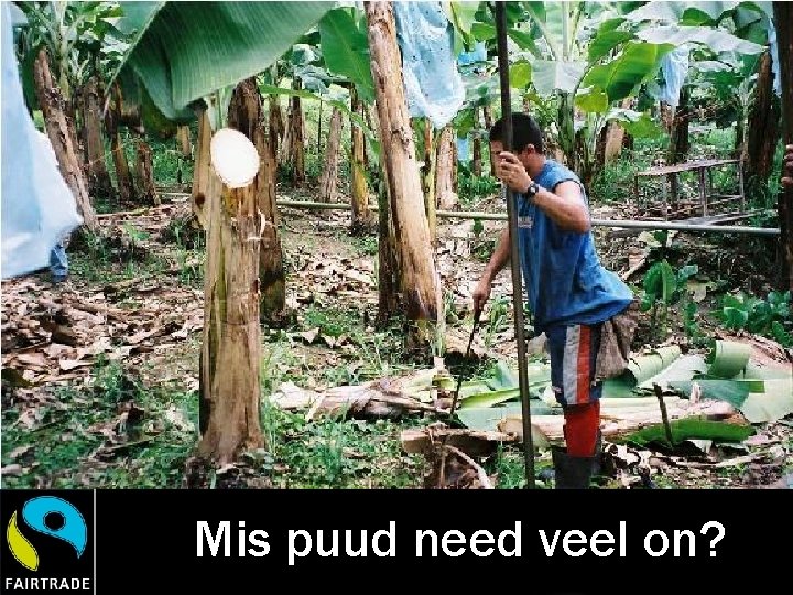 Mis puud need veel on? 