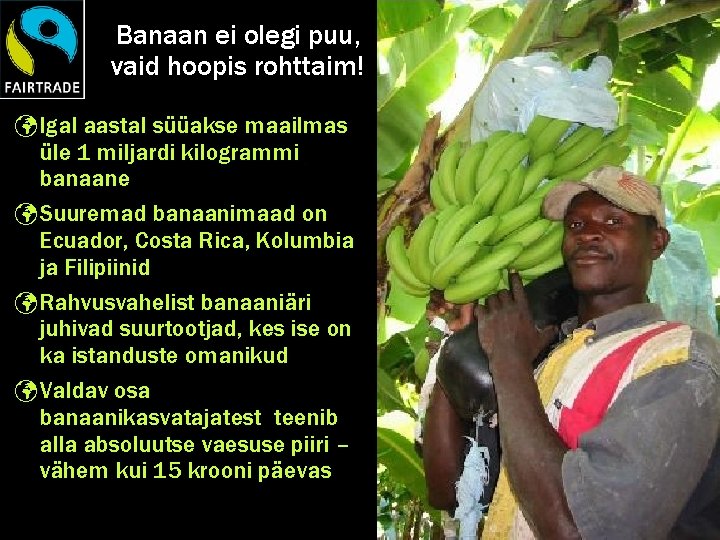 Banaan ei olegi puu, vaid hoopis rohttaim! Igal aastal süüakse maailmas üle 1 miljardi