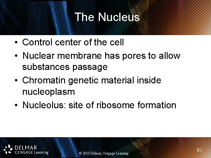 The Nucleus • Control center of the cell • Nuclear membrane has pores to