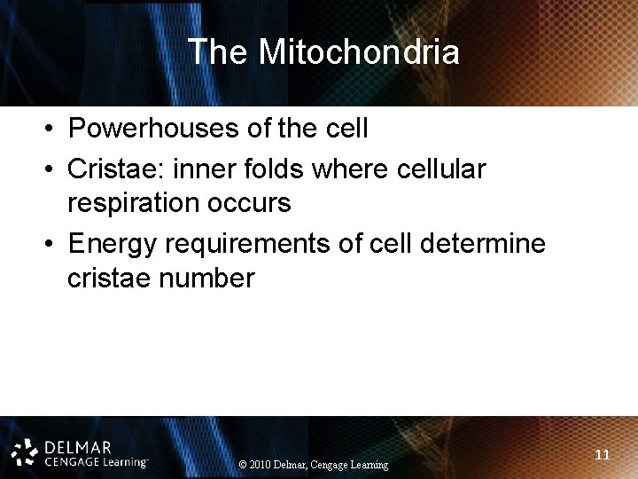 The Mitochondria • Powerhouses of the cell • Cristae: inner folds where cellular respiration