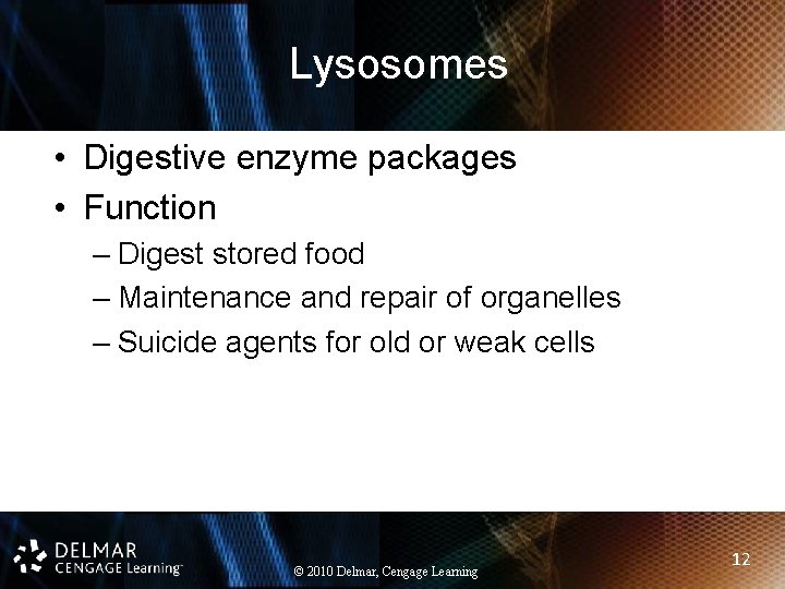 Lysosomes • Digestive enzyme packages • Function – Digest stored food – Maintenance and