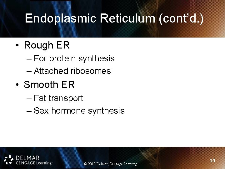 Endoplasmic Reticulum (cont’d. ) • Rough ER – For protein synthesis – Attached ribosomes
