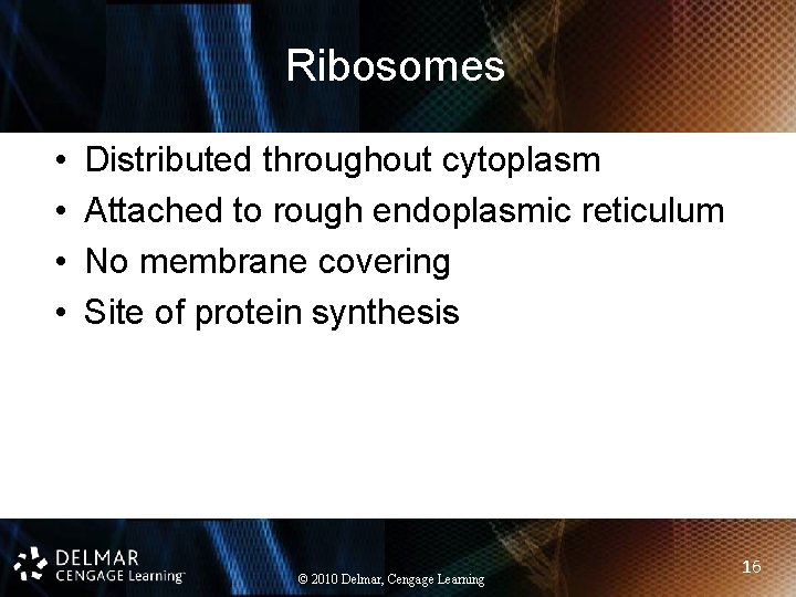 Ribosomes • • Distributed throughout cytoplasm Attached to rough endoplasmic reticulum No membrane covering