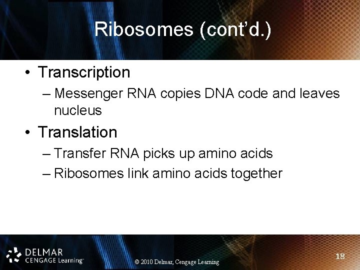 Ribosomes (cont’d. ) • Transcription – Messenger RNA copies DNA code and leaves nucleus