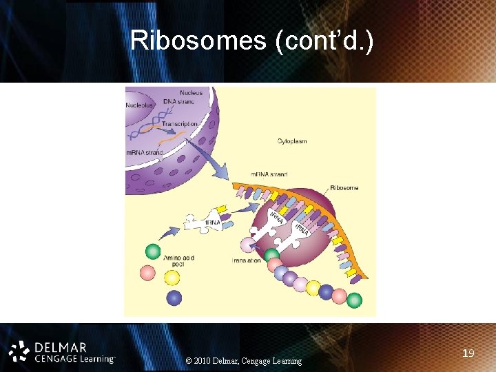Ribosomes (cont’d. ) © 2010 Delmar, Cengage Learning 19 