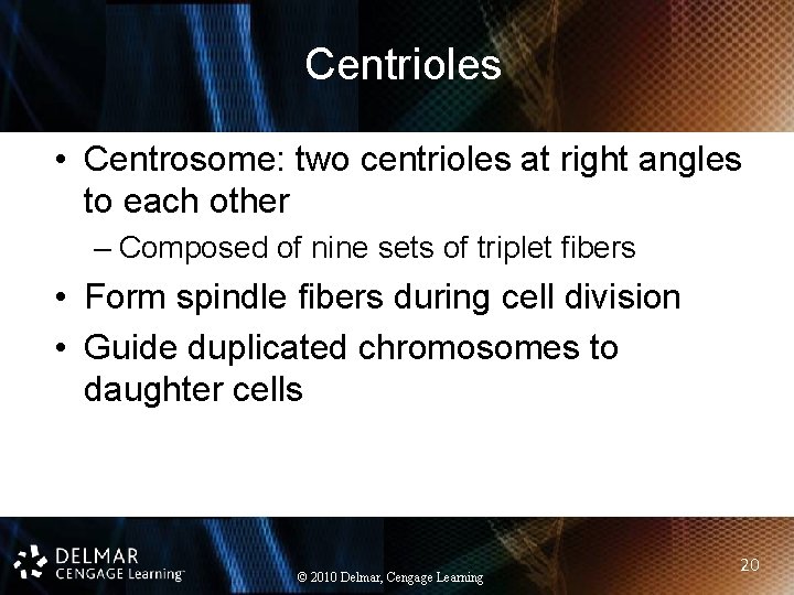 Centrioles • Centrosome: two centrioles at right angles to each other – Composed of