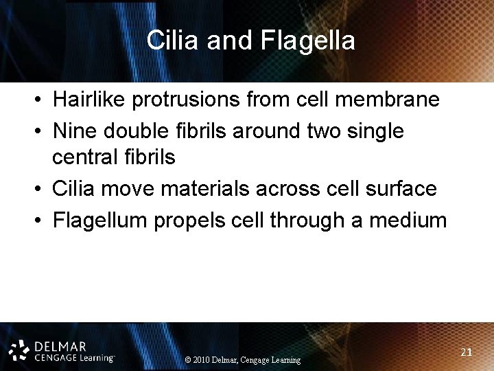 Cilia and Flagella • Hairlike protrusions from cell membrane • Nine double fibrils around