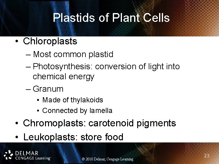 Plastids of Plant Cells • Chloroplasts – Most common plastid – Photosynthesis: conversion of