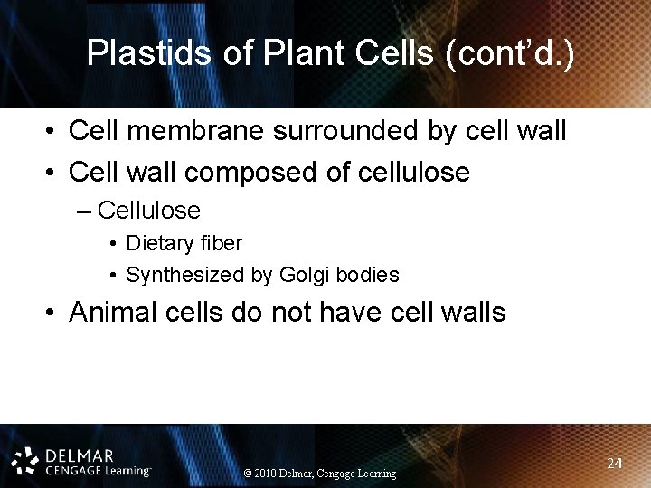 Plastids of Plant Cells (cont’d. ) • Cell membrane surrounded by cell wall •