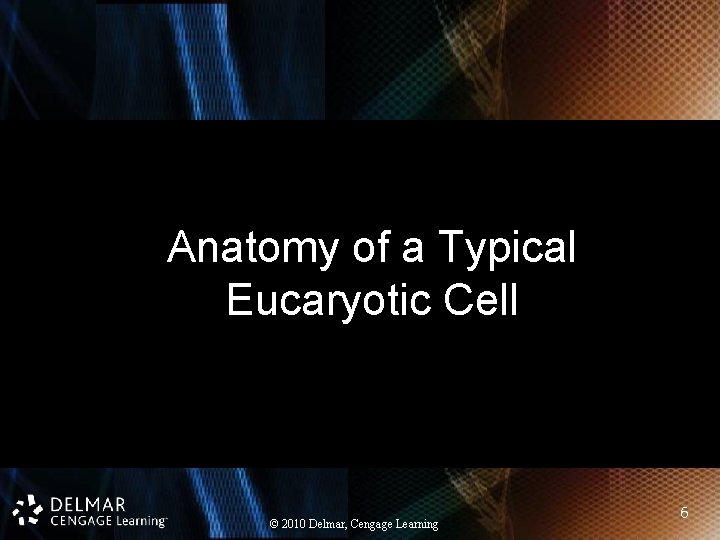 Anatomy of a Typical Eucaryotic Cell © 2010 Delmar, Cengage Learning 6 