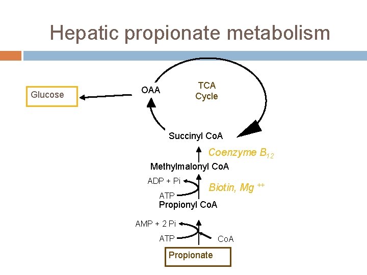 Hepatic propionate metabolism Glucose TCA Cycle OAA Succinyl Co. A Coenzyme B 12 Methylmalonyl