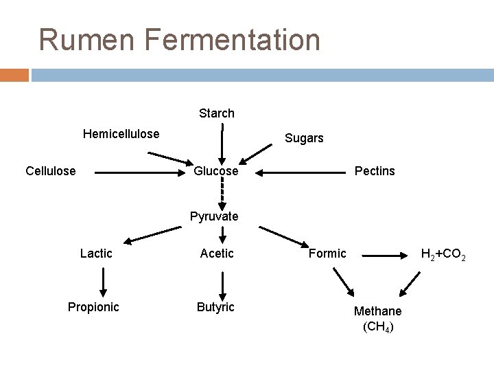 Rumen Fermentation Starch Hemicellulose Cellulose Sugars Glucose Pectins Pyruvate Lactic Acetic Propionic Butyric Formic