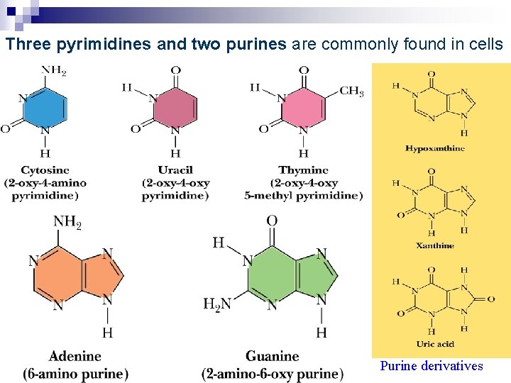 Three pyrimidines and two purines are commonly found in cells Purine derivatives 