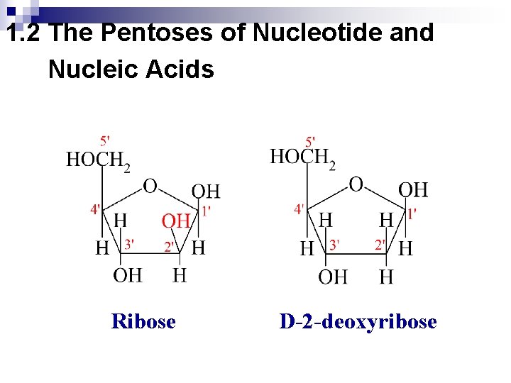 1. 2 The Pentoses of Nucleotide and Nucleic Acids Ribose D-2 -deoxyribose 