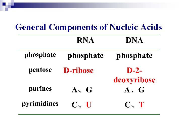 General Components of Nucleic Acids 