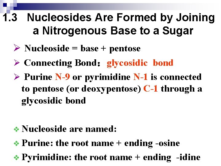 1. 3 Nucleosides Are Formed by Joining a Nitrogenous Base to a Sugar Ø